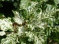 Buk zwyczajny (Fagus silvatica) Marmorata